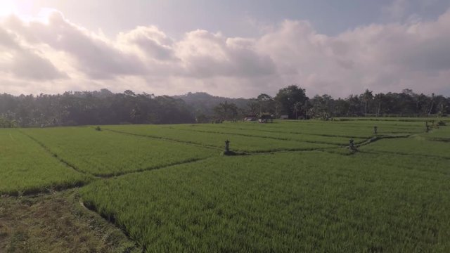 Aerial view of green rice fields in Bali, Indonesia. 
