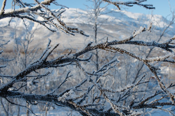 Fototapeta na wymiar Birch branches covered in snow and ice, Lapland, Sweden