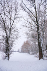 Two big trees in winter