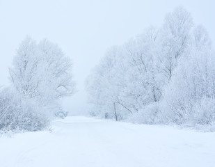 Fototapeta na wymiar Frost on trees in the way