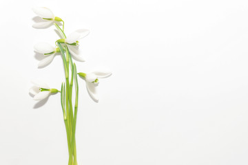 Bouquet of snowdrops on a white background