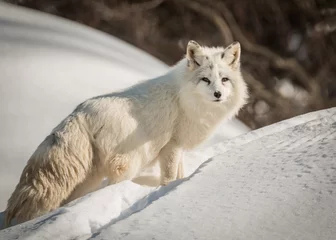 Wall murals Arctic fox Arctic Fox - Vulpes Lagopus - Resting In The Snow
