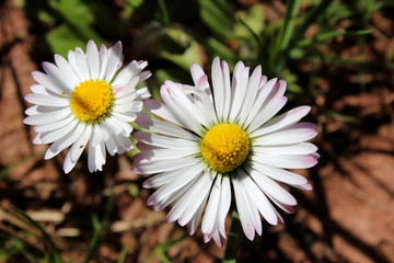 Gänseblümchen,Tausendschön