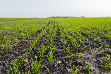 Young wheat crop in a field