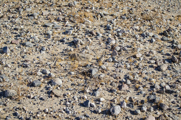 Closeup of Barren Desert Ground with Rocks and Dried up Plants Road in the Anza Borrego Desert State Park
