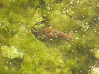 Flusskrebs Krebs Binnenfluss Malacostraca