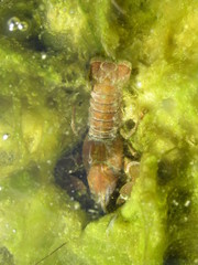 Flusskrebs Krebs Binnenfluss Malacostraca