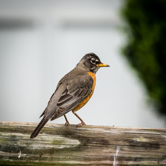 Bird