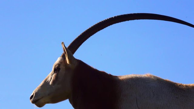 The scimitar oryx or scimitar-horned oryx (Oryx dammah), also known as the Sahara oryx