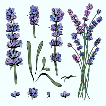 vector set color drawn design with lavender plants