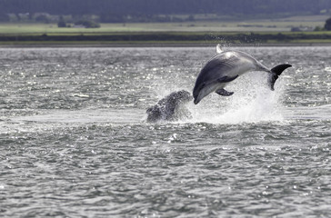 Wild bottlenose dolphin tursiops truncatus