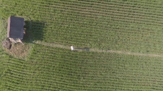 Aerial view of rice field zoomin out with man carrying large bag in the head walking towards a house in Bali, Indonesia. 