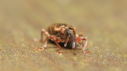 Gorgojo en las marismas de Alday, Camargo, España