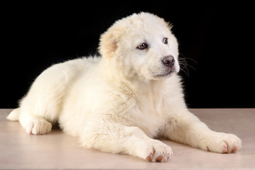 Studio photo Puppy of Central Asia Shepherd