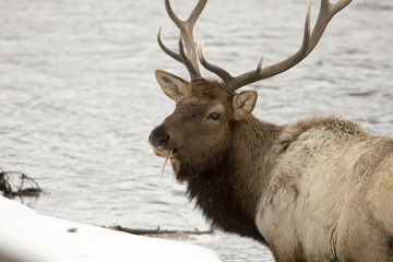 Elk  feeding on river in Yellowstone National Park