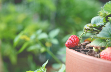 A small red strawberry growing in a pot with blurred green leaf background