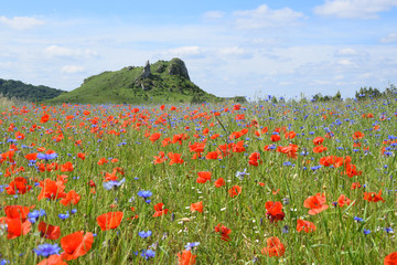 Wildflower meadow with red poppy and blue cornflowers with hill in the background.