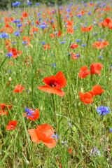 Wildflower meadow with red poppy and blue cornflowers.