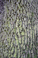 Tree bark with green moss and lichen. Texture.
