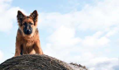 Young dog sitting on the hay bundle, German Shepherd portrait. © arkadiwna