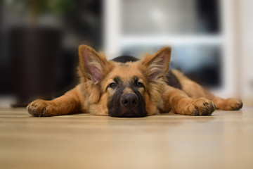 Young dog lies on the floor, German Shepherd portrait.