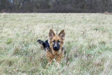 Young dog lies on a meadow in grass, German Shepherd portrait.