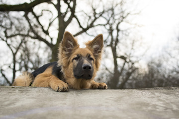 Young dog lies on the concrete, German Shepherd portrait.
