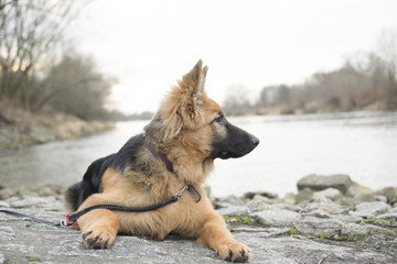Young dog lies near to the river, German Shepherd portrait.