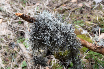 Foliar lichens on tree branch.