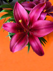 Purple Lilies