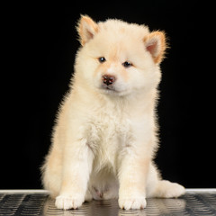 shiba inu puppy