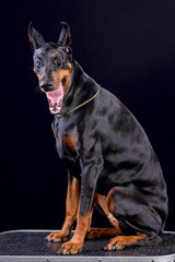 Doberman