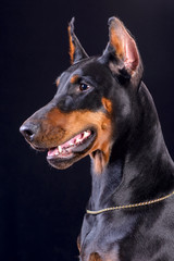 Doberman