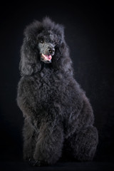 black poodle
