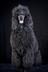 black poodle