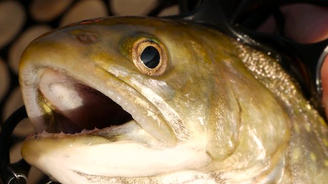 Close up of char fish