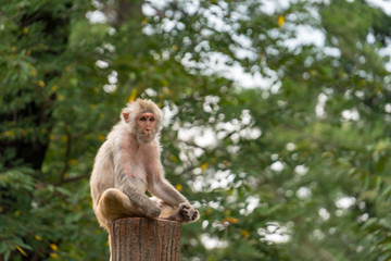 Naklejka na ściany i meble A Japanese monkey looking into the distance in the forest