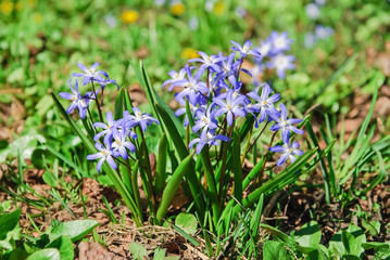 Blue flowers Glory-of-the-snow (Chionodoxa)