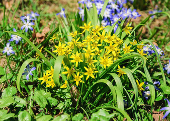 The flowers of yellow star-of-Bethlehem (Gagea lutea) and Glory-of-the-snow (Chionodoxa)