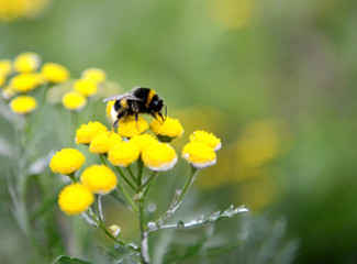 Bumble bee