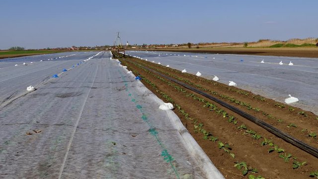 Field of cabbage with termo foil during irrigation.