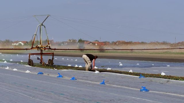 The farmer sets up typhon system during cabbage irrigation.