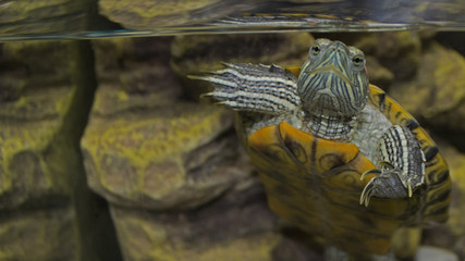 Red Eared Slider Turtle in Aquarium