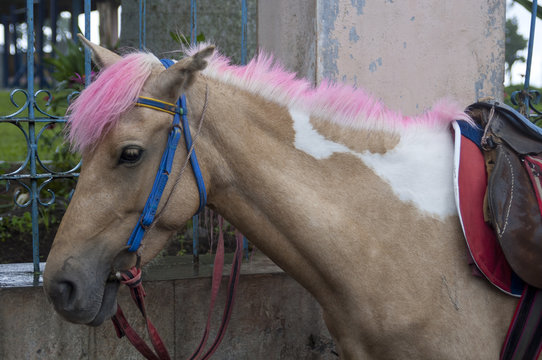 Beautiful Isolated Photo Of A Cute Highland Pony With Pink Hair