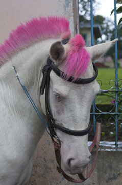Beautiful Isolated Photo Of A Cute Highland Pony With Pink Hair