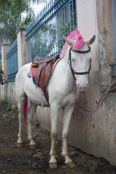 Beautiful Isolated Photo Of A Cute Highland Pony With Pink Hair