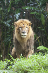 Fototapeta na wymiar Beautiful Isolated Photo Of A Wild Lion In The Forest