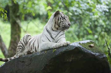 Beautiful Isolated Photo Of A Wild White Tiger In The Forest