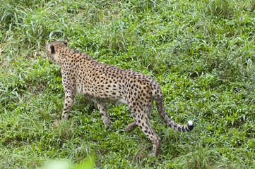 Beautiful Isolated Photo Of A Wild Cheetah In The Forest