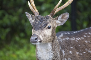 Beautiful Isolated Photo Of A Cute Wild Deer In The Forest